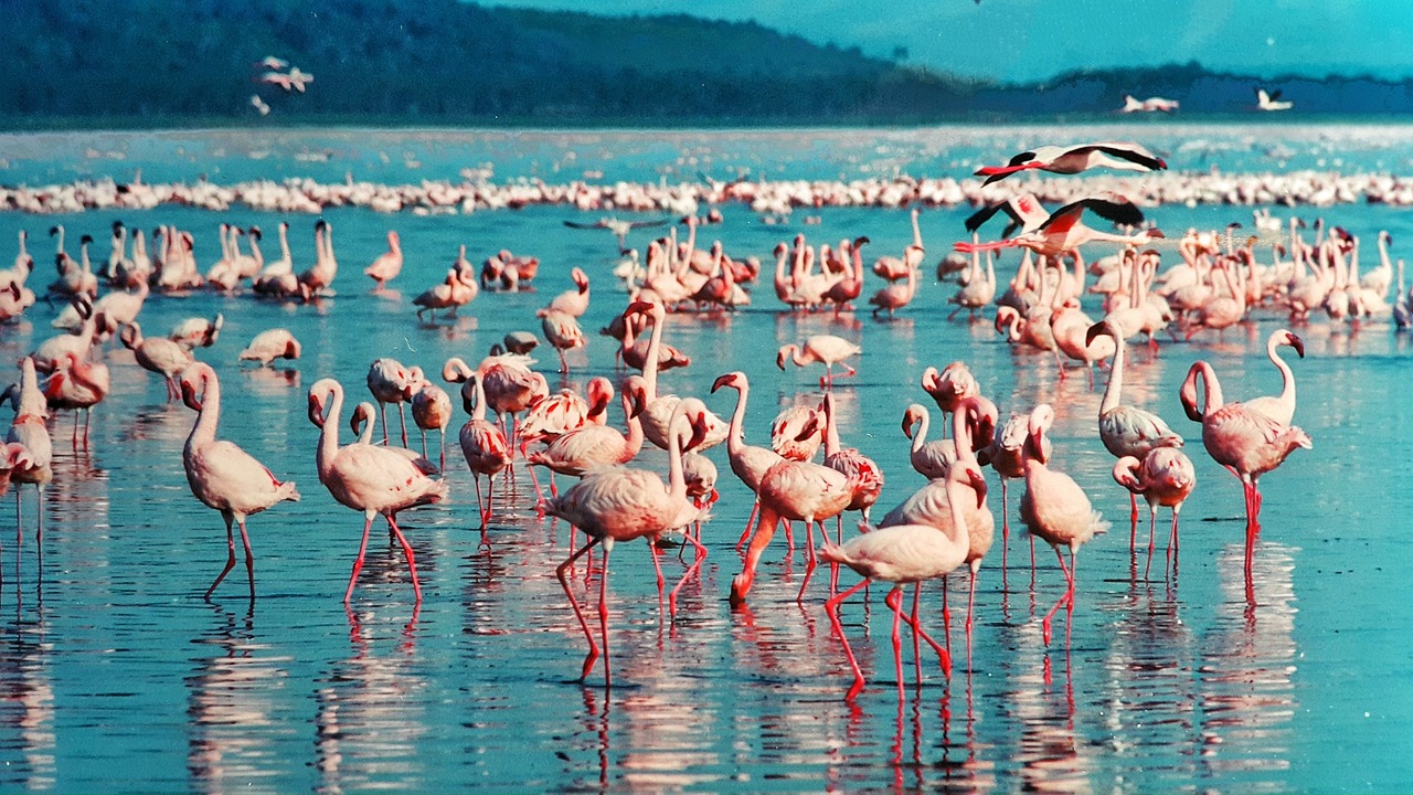 Nakuru