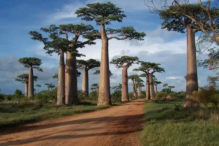 Morondava