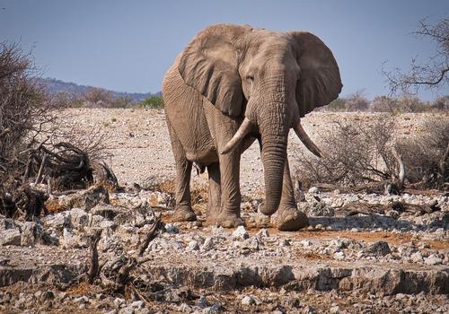 Etosha National Park