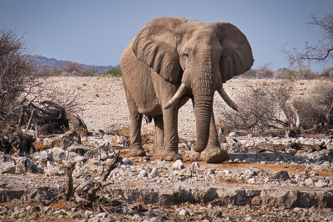 Etosha_National_Park