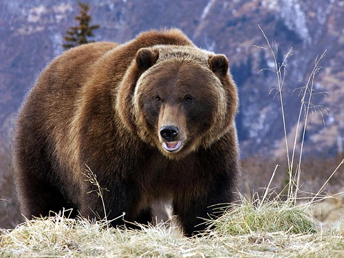osos grizzly