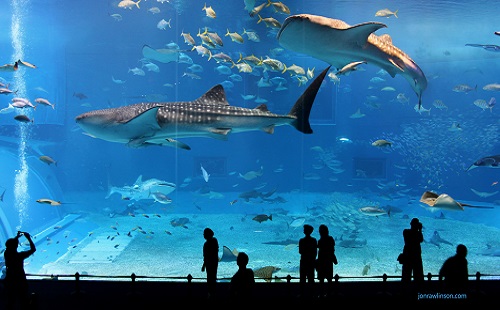 el Vancouver Aquarium