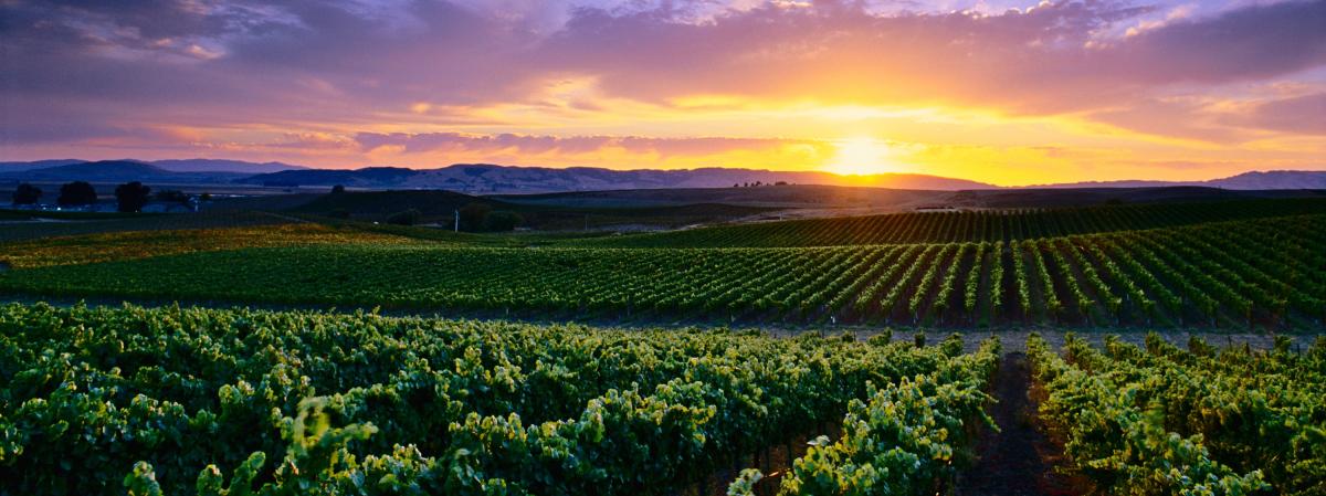 Sonoma_Valley