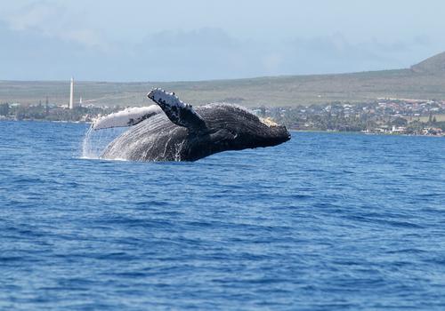 Lahaina