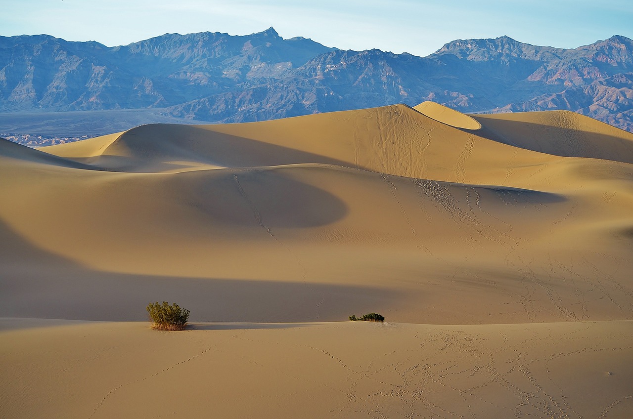 Mesquite