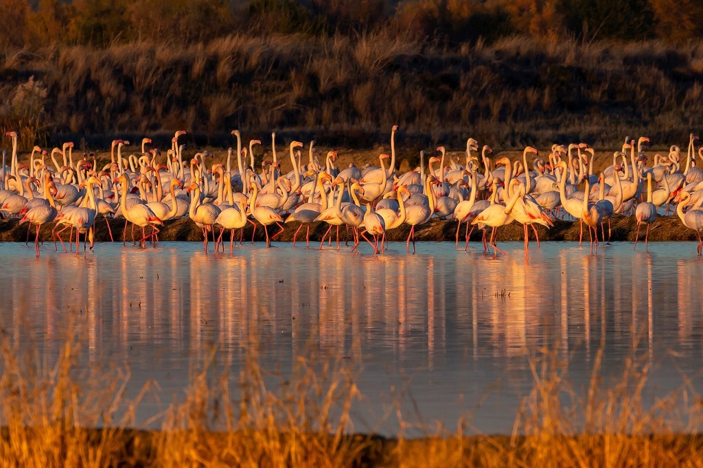 Doñana