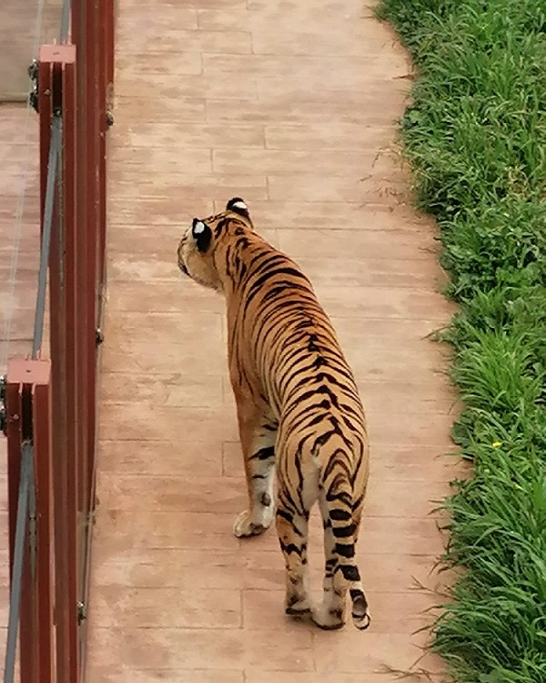 Tigre