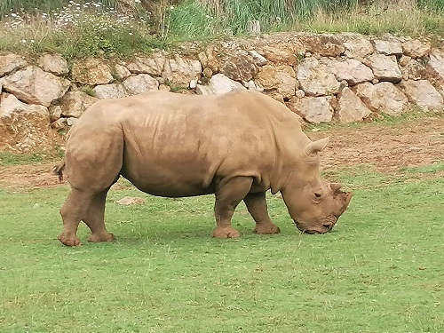 Rinoceronte