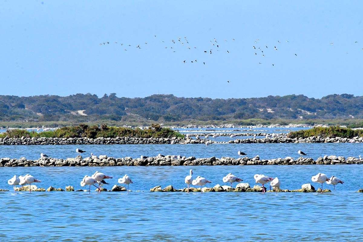 El_Parque_Natural_de_Punta_Entinas-Sabinar