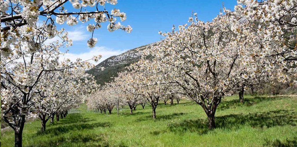 El Valle del Jerte