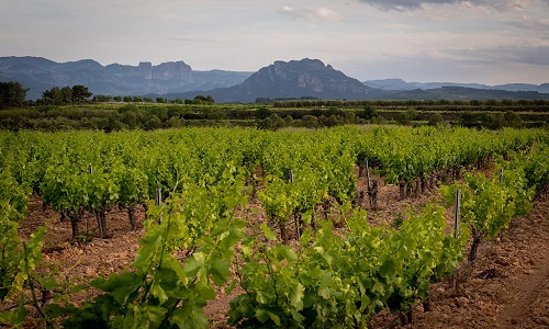 Terra Alta