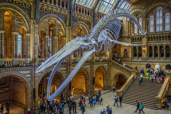 El Museo de Historia Natural