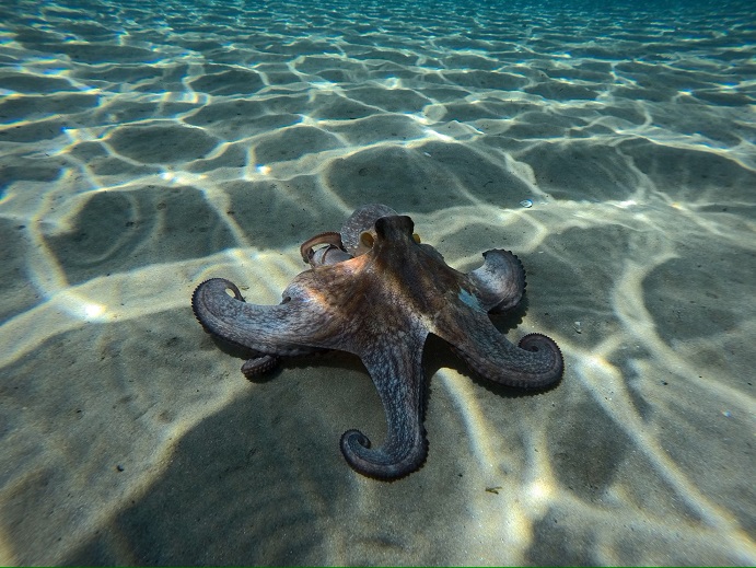 Snorkel y Buceo