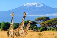 Africa